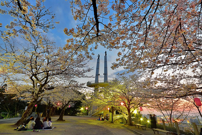 太田山公園の桜