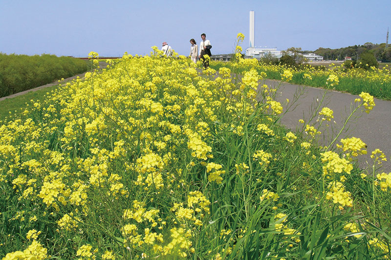 江戸川堤の菜の花